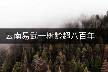 云南易武一樹齡超八百年古茶樹死亡，當(dāng)?shù)卦磕杲M織村民拜謁