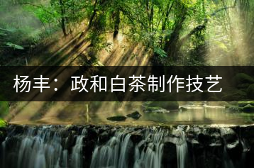 楊豐:政和白茶制作技藝非物質(zhì)文化遺產(chǎn)傳承人