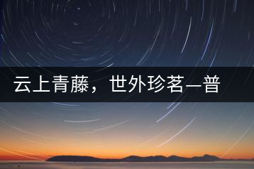 云上青藤，世外珍茗—普秀百年藤條茶即將上市