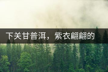 下關(guān)甘普洱，紫衣翩翩的綺麗小餅