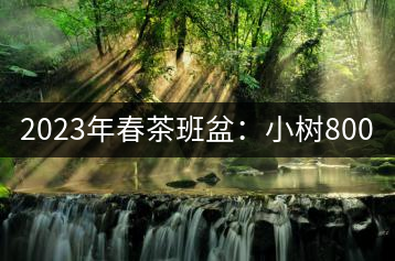 2023年春茶班盆：小樹800元／公斤，古樹1600-2200元／公斤