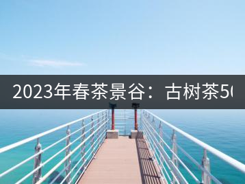 2023年春茶景谷：古樹茶500-600元／公斤，紫芽茶300-480元／公斤，白芽茶1200-2000元／公斤。