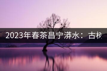 2023年春茶昌寧漭水：古樹混采純料480-600元／公斤，大樹360-420元／公斤，臺地260-300元／公斤，古樹單株均價880-1200元／公斤。