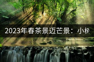 2023年春茶景邁芒景：小樹200元／公斤，古樹：600-800元／公斤