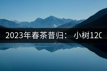 2023年春茶昔歸： 小樹1200-1600元／公斤，大樹4500-5200元／公斤，古樹7500-9000元／公斤.