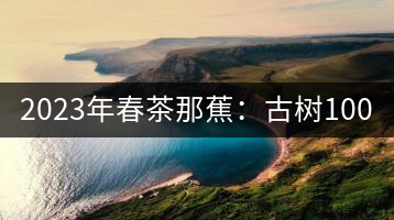 2023年春茶那蕉：古樹1000-1500元／公斤，中樹600-800元／公斤