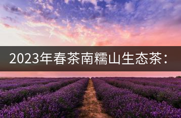 2023年春茶南糯山生態(tài)茶：200-300元／公斤，古樹(shù)：900-1500元／公斤