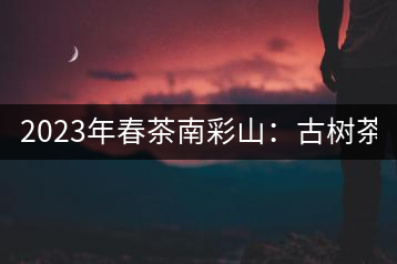 2023年春茶南彩山：古樹茶2000-2200元／公斤，大樹混采1200-1500元／公斤。