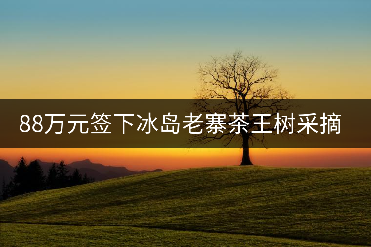 88萬(wàn)元簽下冰島老寨茶王樹(shù)采摘權(quán)，誰(shuí)說(shuō)這是“競(jìng)價(jià)交易”？
