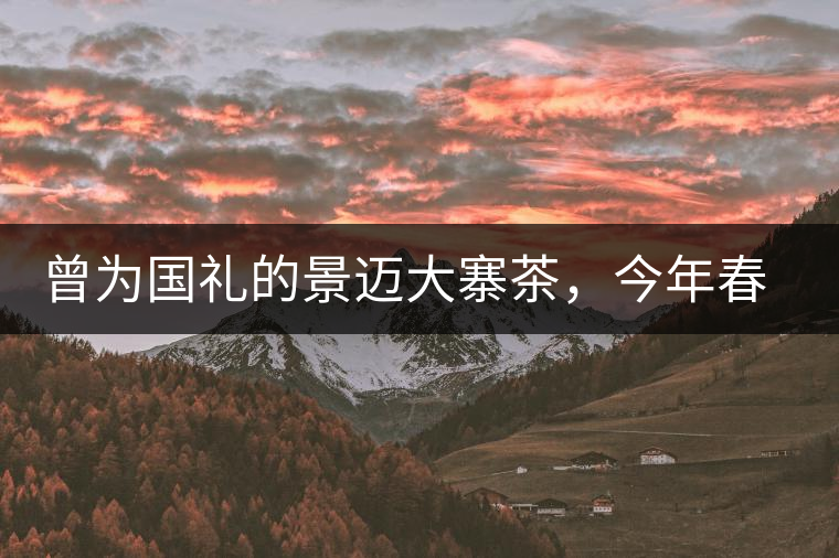 曾為國禮的景邁大寨茶，今年春茶性價比依舊高