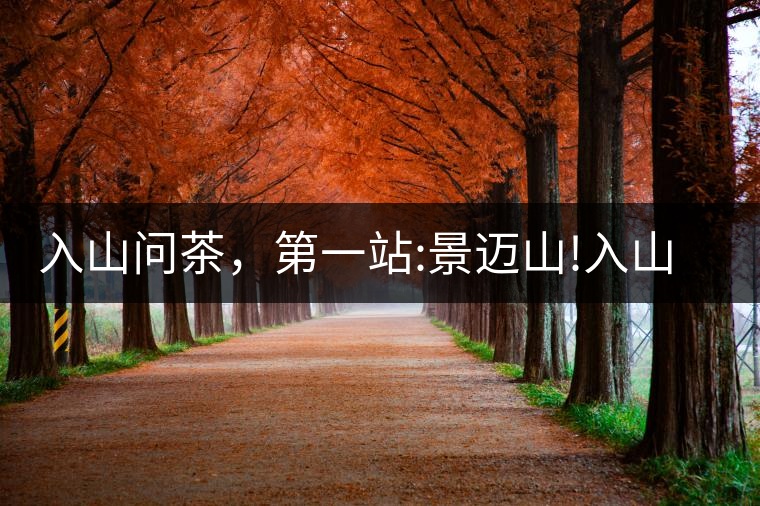 入山問茶，第一站:景邁山!入山問茶，第一站：景邁山！