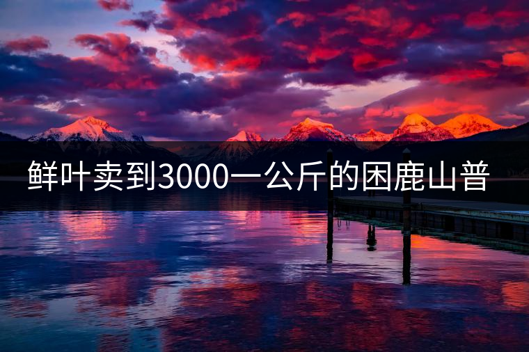 鮮葉賣到3000一公斤的困鹿山普洱茶，口感如何？