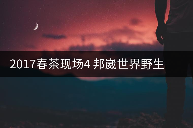 2017春茶現(xiàn)場(chǎng)4 邦崴世界野生過(guò)渡型茶王長(zhǎng)啥樣?之枝丫2017春茶現(xiàn)場(chǎng)4 邦崴世界野生過(guò)渡型茶王長(zhǎng)啥樣？之枝丫