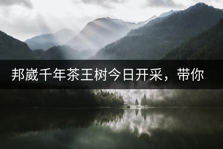 邦崴千年茶王樹今日開采，帶你了解被低估的邦崴古樹茶邦崴千年茶王樹今日開采，帶你了解被低估的邦崴古樹茶