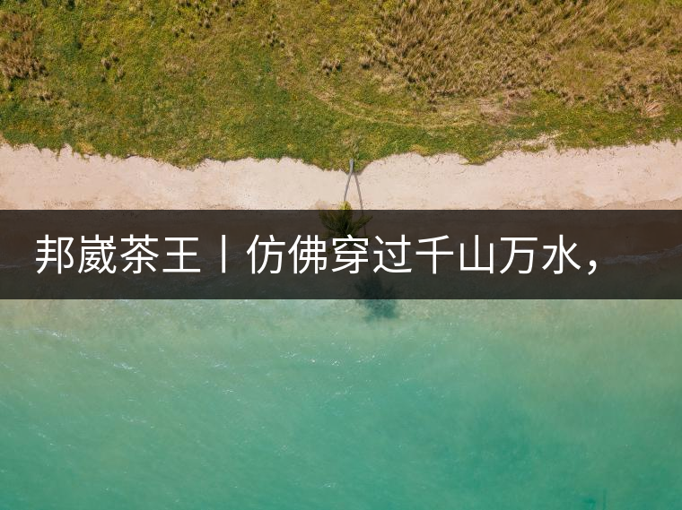 邦崴茶王丨仿佛穿過千山萬水，就是為了它而來邦崴茶王丨仿佛穿過千山萬水，就是為了它而來