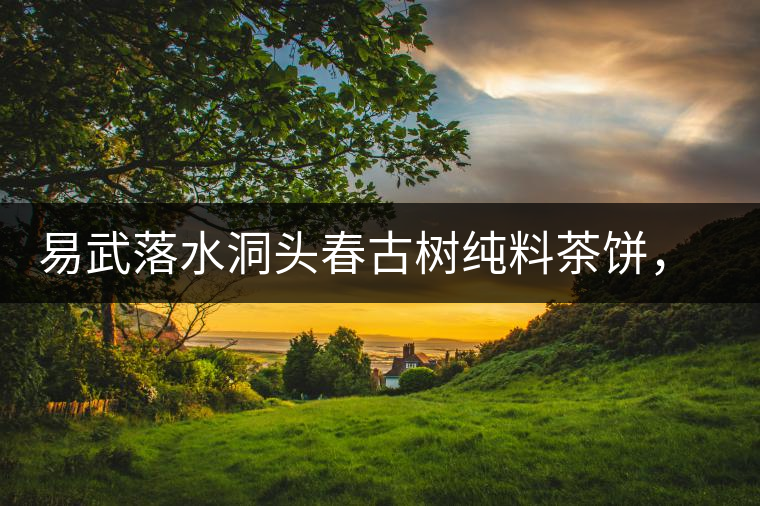 易武落水洞頭春古樹純料茶餅，實(shí)現(xiàn)原料和工藝的兩優(yōu)結(jié)合