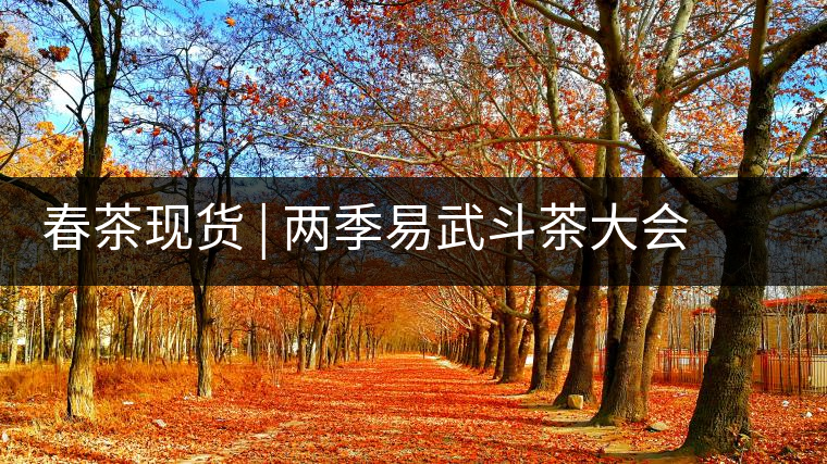 春茶現(xiàn)貨 | 兩季易武斗茶大會冠軍“落水洞”，茶友評價是這樣的