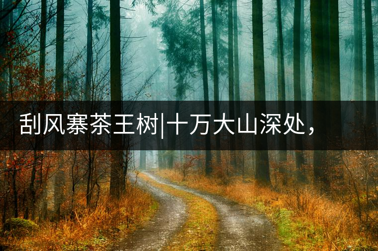 刮風(fēng)寨茶王樹(shù)|十萬(wàn)大山深處，鮮為人知的王者刮風(fēng)寨茶王樹(shù)｜十萬(wàn)大山深處，鮮為人知的王者