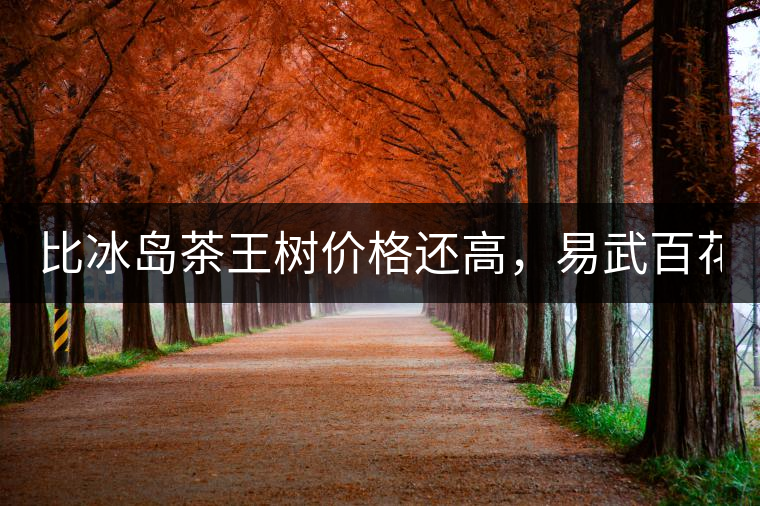 比冰島茶王樹(shù)價(jià)格還高，易武百花潭高桿古樹(shù)茶以100萬(wàn)成...比冰島茶王樹(shù)價(jià)格還高，易武百花潭高桿古樹(shù)茶以100萬(wàn)成交