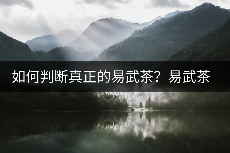 如何判斷真正的易武茶？易武茶有哪些特點？