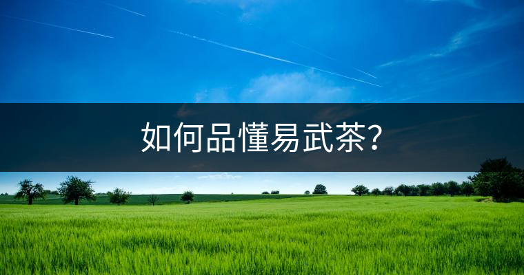 如何品懂易武茶？
