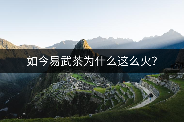如今易武茶為什么這么火？