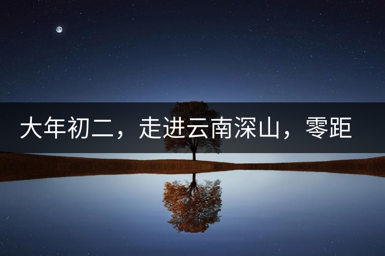 大年初二，走進(jìn)云南深山，零距離接觸古茶樹