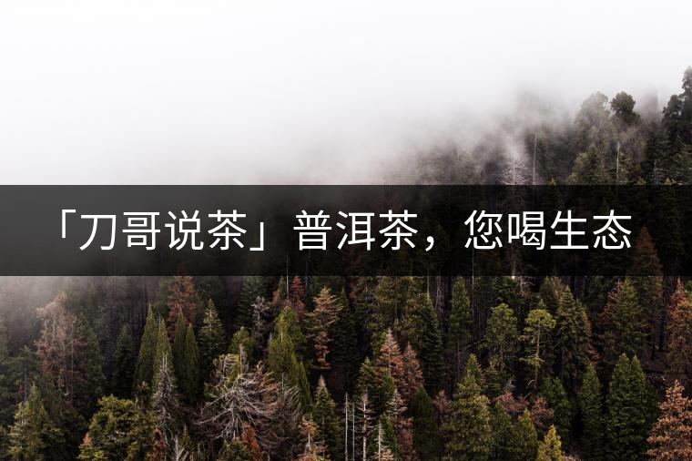 「刀哥說茶」普洱茶，您喝生態(tài)還是喝樹齡？