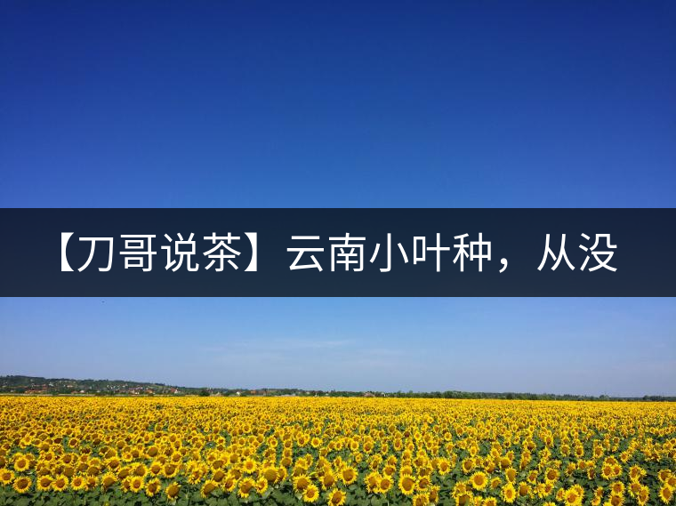 【刀哥說(shuō)茶】云南小葉種，從沒(méi)落到回歸