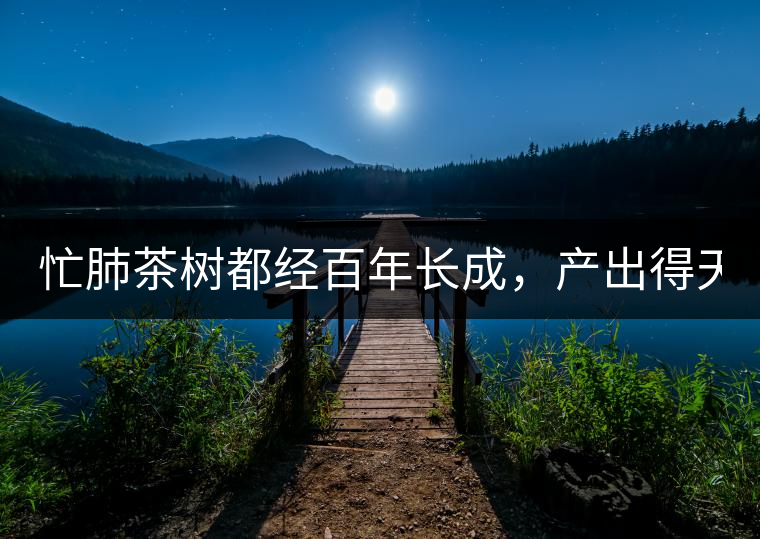 忙肺茶樹都經(jīng)百年長(zhǎng)成，產(chǎn)出得天獨(dú)厚的好味道:入口香...忙肺茶樹都經(jīng)百年長(zhǎng)成，產(chǎn)出得天獨(dú)厚的好味道：入口香甜回甘持久