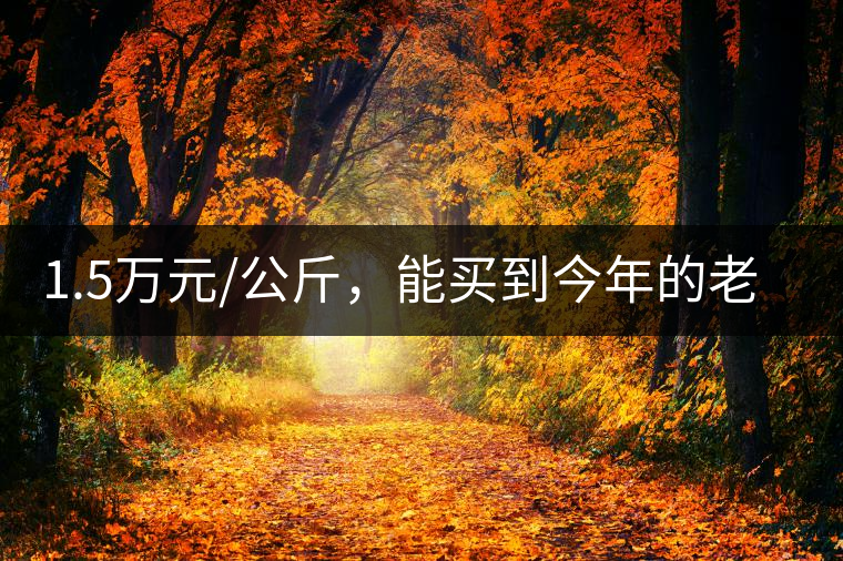 1.5萬元/公斤，能買到今年的老班章古樹茶嗎?1.5萬元/公斤，能買到今年的老班章古樹茶嗎？