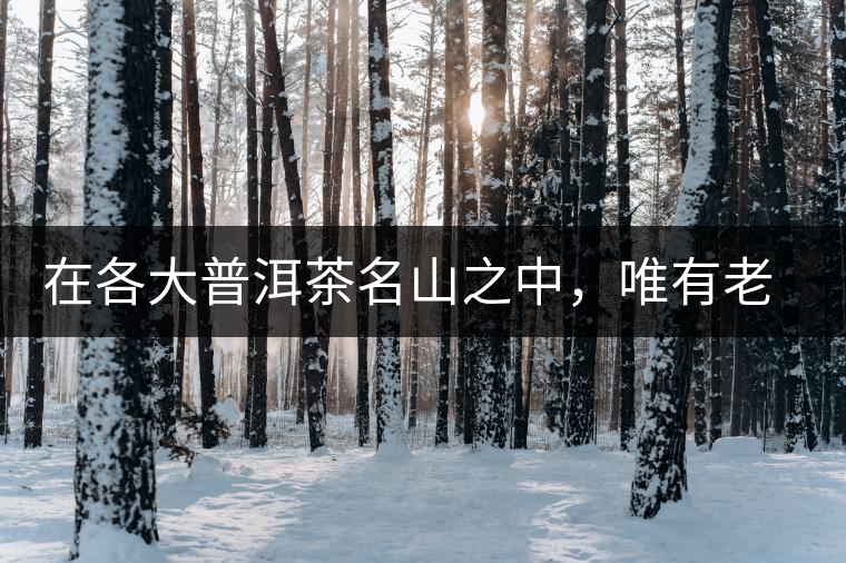 在各大普洱茶名山之中，唯有老曼峨古樹茶才能稱得上戰(zhàn)狼