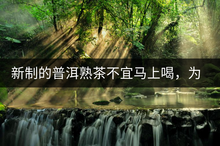 新制的普洱熟茶不宜馬上喝，為什么？