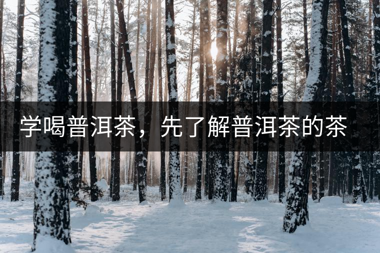 學(xué)喝普洱茶，先了解普洱茶的茶性