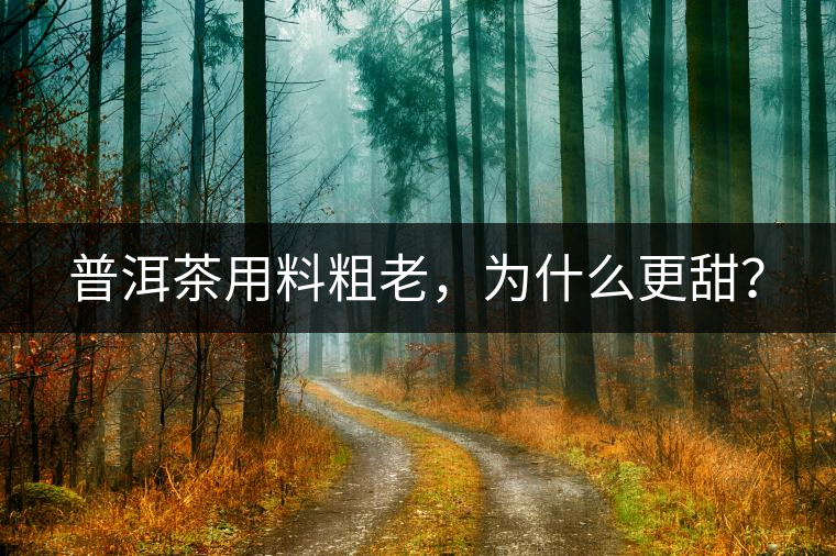 普洱茶用料粗老，為什么更甜？