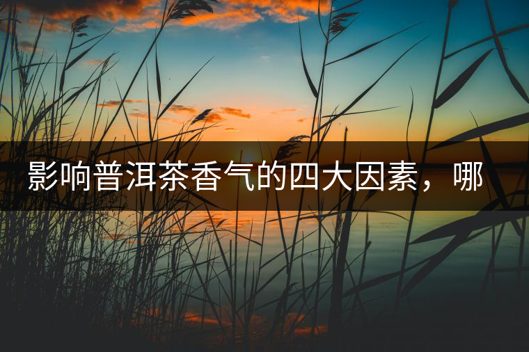 影響普洱茶香氣的四大因素，哪一個影響最大？