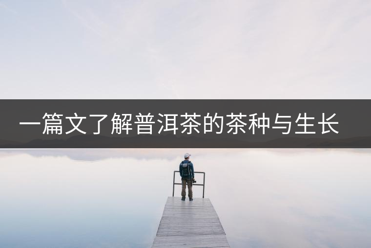 一篇文了解普洱茶的茶種與生長形態(tài)
