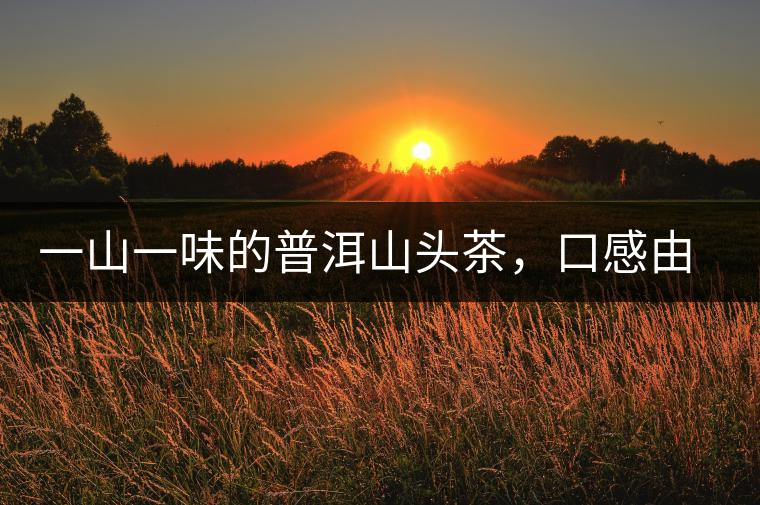 一山一味的普洱山頭茶，口感由這些因素決定