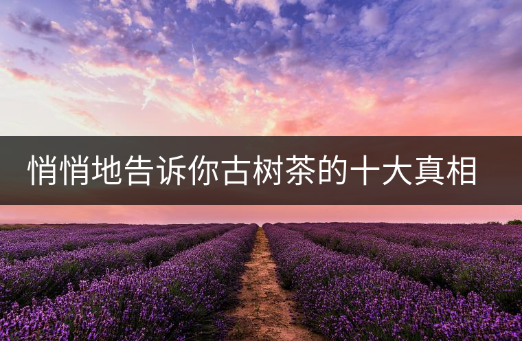 悄悄地告訴你古樹茶的十大真相，就不怕交學費了