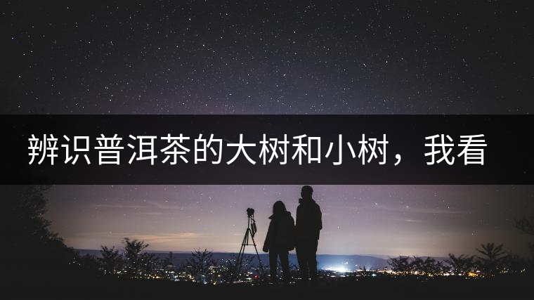 辨識(shí)普洱茶的大樹和小樹，我看這篇最靠譜