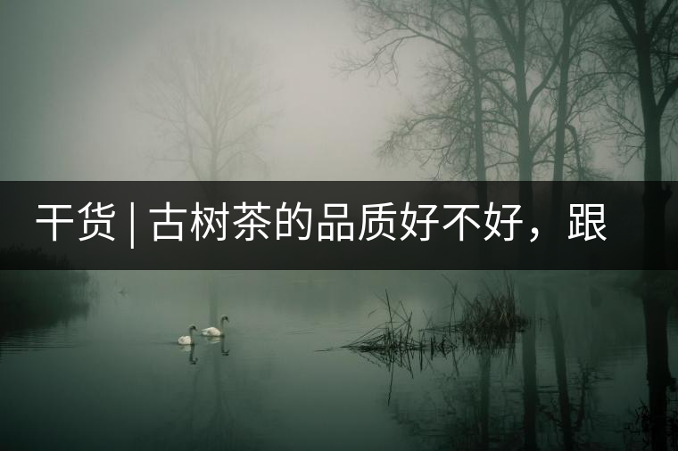 干貨 | 古樹茶的品質好不好，跟耐泡度真的有關聯(lián)嗎？