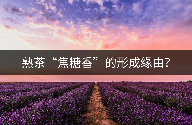 熟茶“焦糖香”的形成緣由？