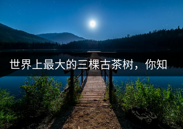 世界上最大的三棵古茶樹，你知道嗎？