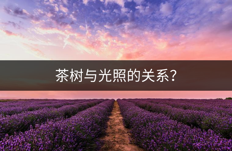 茶樹與光照的關系？