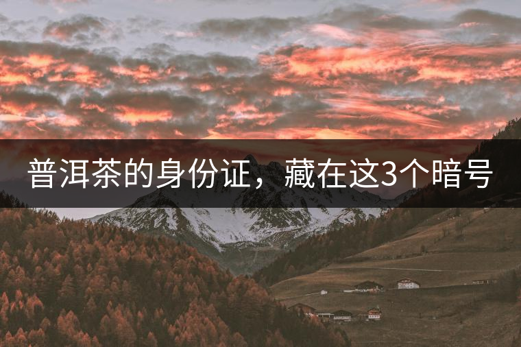 普洱茶的身份證，藏在這3個暗號中