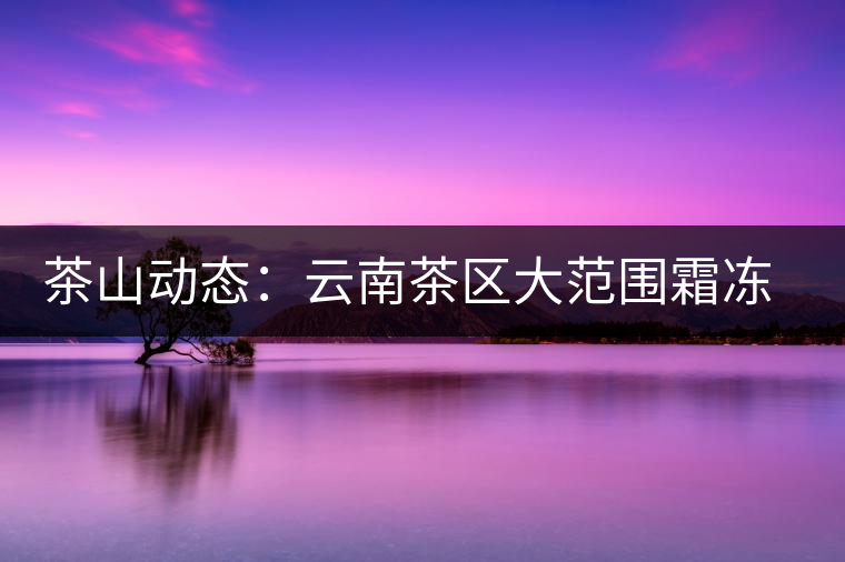 茶山動態(tài)：云南茶區(qū)大范圍霜凍 明春茶葉產量堪憂