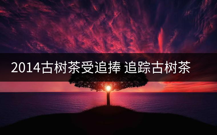 2014古樹(shù)茶受追捧 追蹤古樹(shù)茶是如何興起的？
