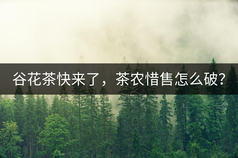 谷花茶快來了，茶農(nóng)惜售怎么破？