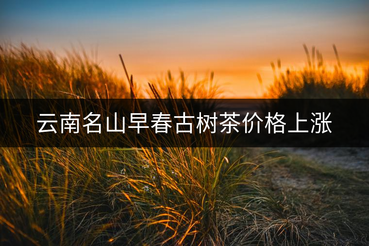 云南名山早春古樹(shù)茶價(jià)格上漲