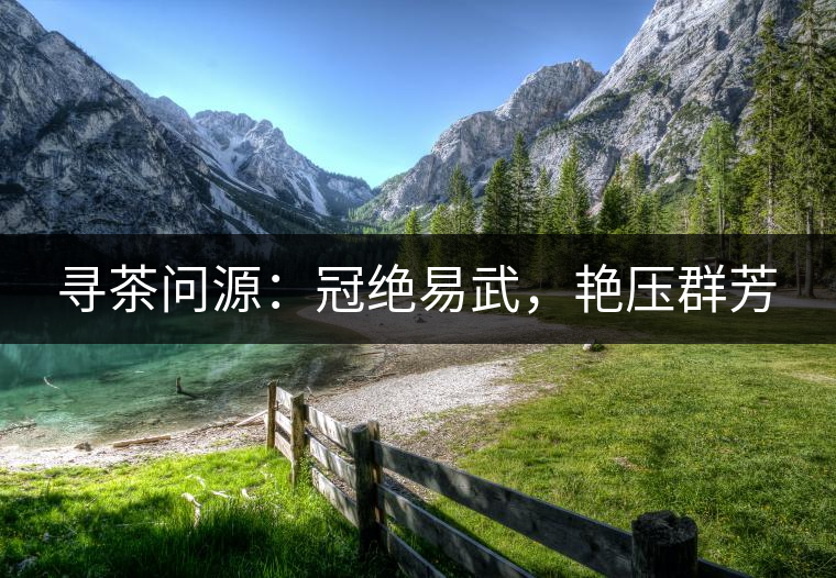 尋茶問源：冠絕易武，艷壓群芳